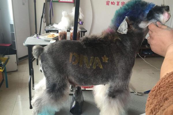 雪納瑞智商排名第幾(相當于幾歲) 雪納瑞是哪個國家的狗