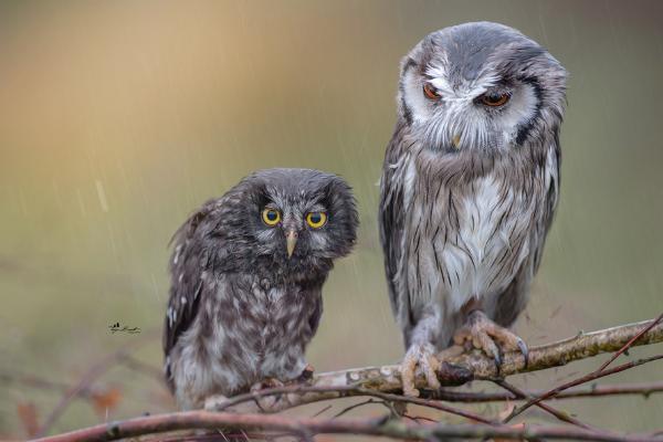 貓頭鷹吃什么食物 貓頭鷹能養嗎