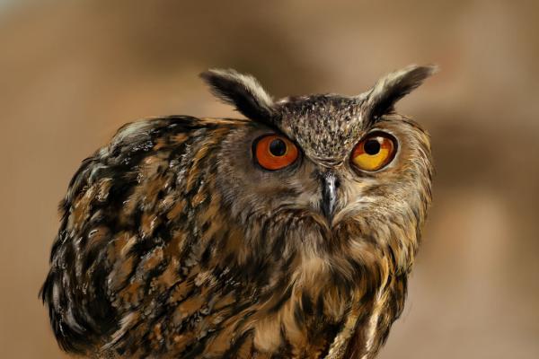 貓頭鷹吃什么食物 貓頭鷹能養嗎