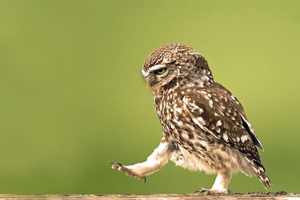 貓頭鷹吃什么食物 貓頭鷹能養嗎