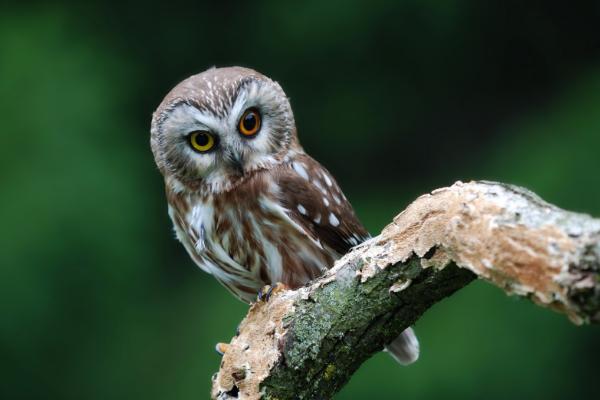 貓頭鷹吃什么食物 貓頭鷹能養嗎