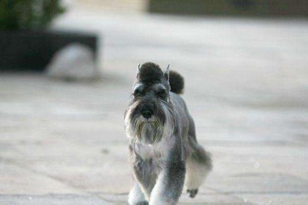 雪納瑞養多久才認主人 為什么養雪納瑞的人少