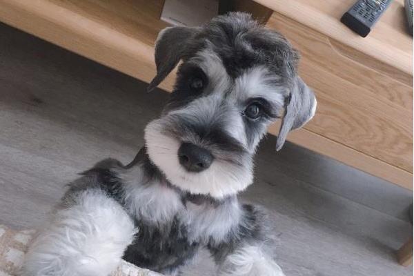 雪納瑞養多久才認主人 為什么養雪納瑞的人少