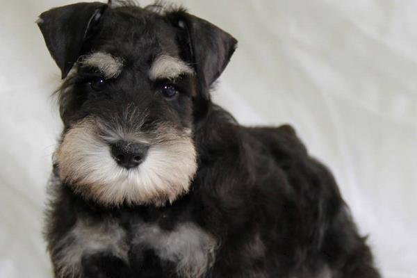 雪納瑞養多久才認主人 為什么養雪納瑞的人少