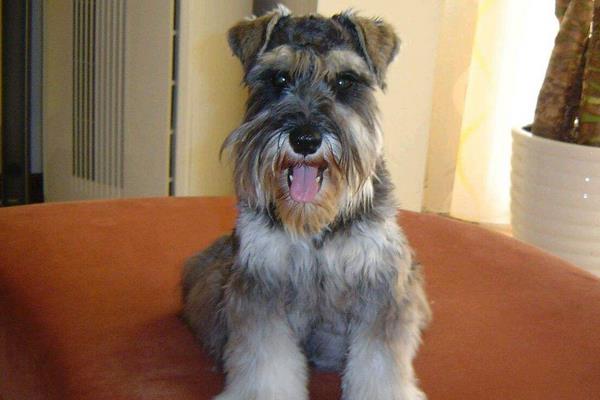 雪納瑞養多久才認主人 為什么養雪納瑞的人少