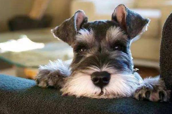 雪納瑞養多久才認主人 為什么養雪納瑞的人少