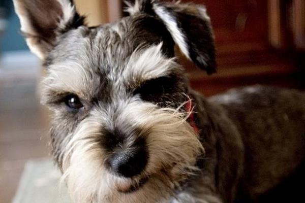 雪納瑞養多久才認主人 為什么養雪納瑞的人少