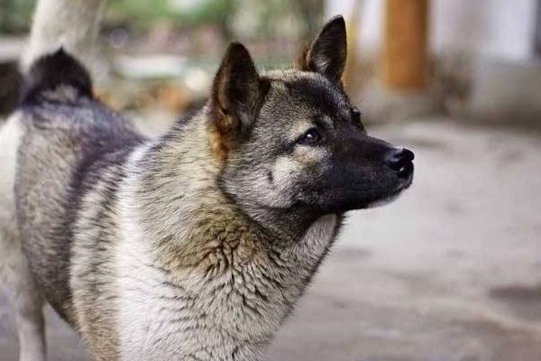 土狗怎么訓練 土狗可以當寵物狗養(yǎng)嗎