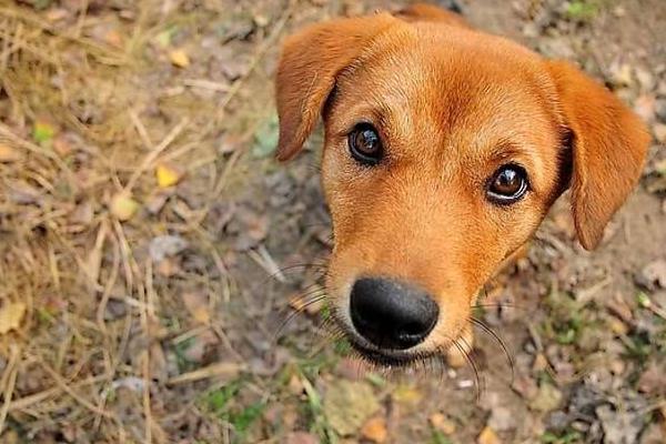 土狗怎么訓練 土狗可以當寵物狗養(yǎng)嗎