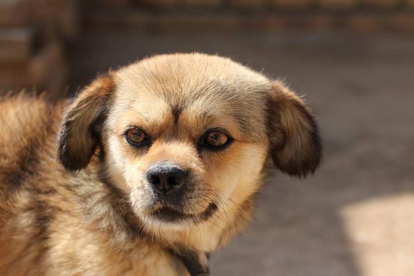 土狗怎么訓練 土狗可以當寵物狗養(yǎng)嗎