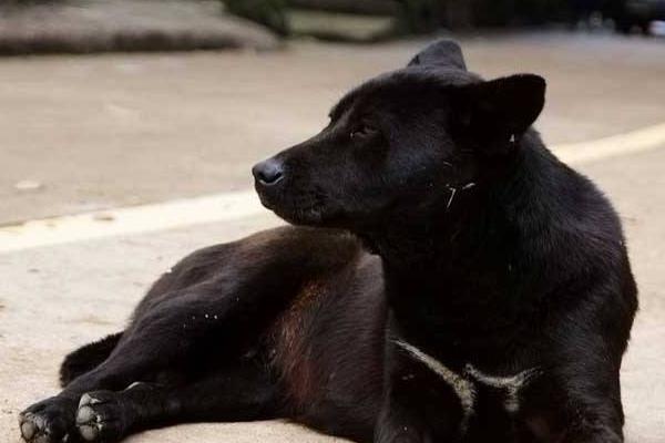 土狗怎么訓練 土狗可以當寵物狗養(yǎng)嗎