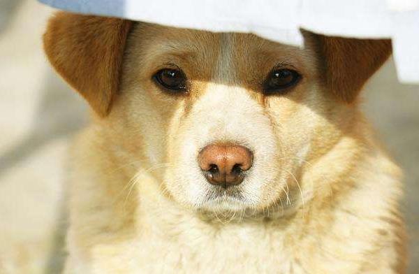 土狗怎么訓練 土狗可以當寵物狗養(yǎng)嗎