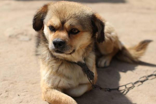 土狗怎么訓練 土狗可以當寵物狗養(yǎng)嗎