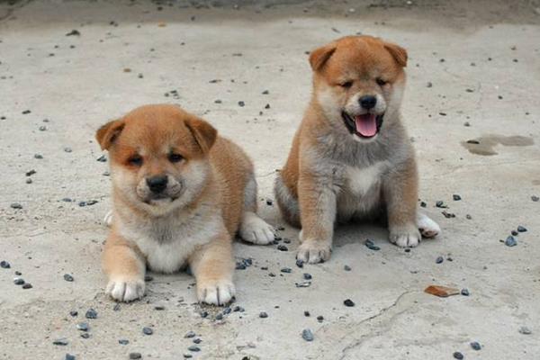 土狗市場價(jià)格多少錢一只 土狗能活多少年