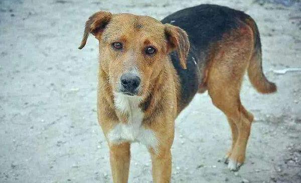 土狗市場價(jià)格多少錢一只 土狗能活多少年