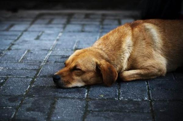 土狗市場價(jià)格多少錢一只 土狗能活多少年