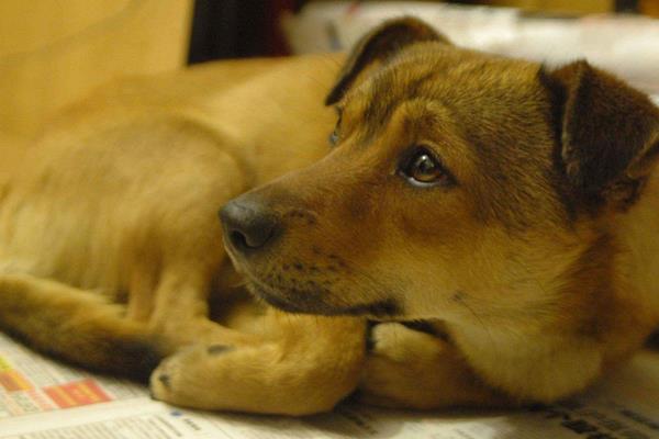 土狗市場價(jià)格多少錢一只 土狗能活多少年