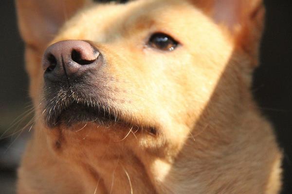 什么是五紅土狗 五紅狗是什么意思