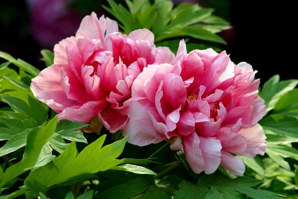 盆栽牡丹花怎么修剪枝葉 牡丹花可以扦插繁殖嗎