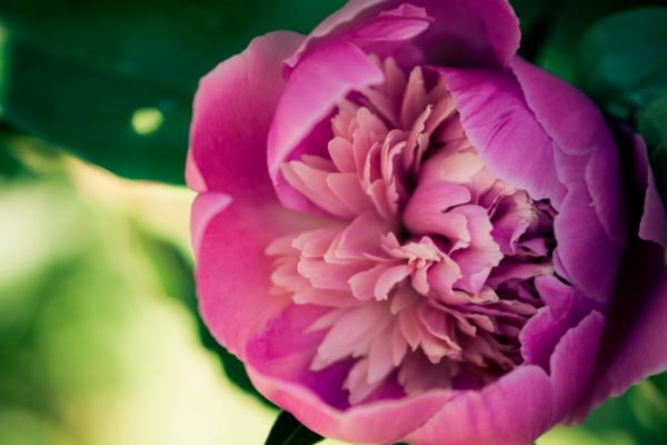 盆栽牡丹花怎么修剪枝葉 牡丹花可以扦插繁殖嗎