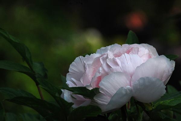 盆栽牡丹花怎么修剪枝葉 牡丹花可以扦插繁殖嗎