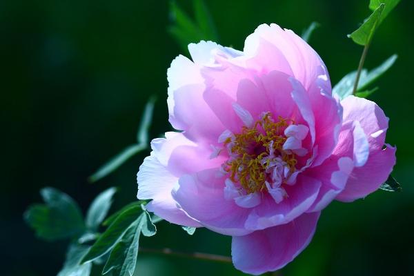 盆栽牡丹花怎么修剪枝葉 牡丹花可以扦插繁殖嗎