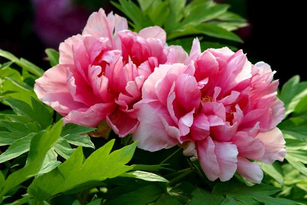 盆栽牡丹花怎么修剪枝葉 牡丹花可以扦插繁殖嗎