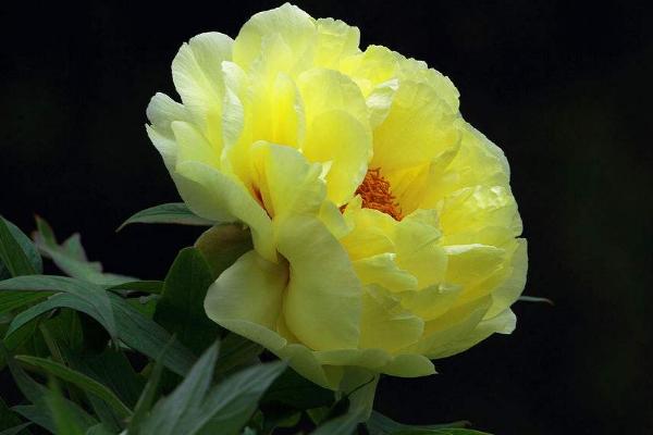 盆栽牡丹花怎么修剪枝葉 牡丹花可以扦插繁殖嗎