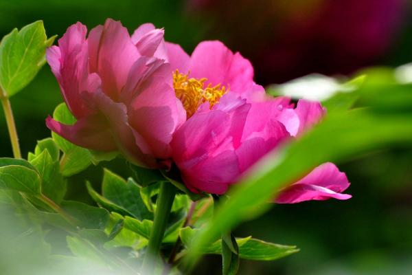 盆栽牡丹花怎么修剪枝葉 牡丹花可以扦插繁殖嗎