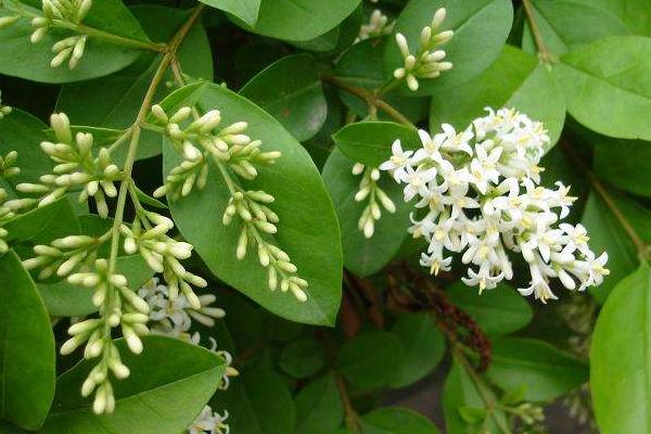 女貞和冬青的區(qū)別是什么