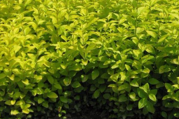 女貞和冬青的區別是什么  女貞應該怎么養