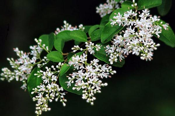 女貞和冬青的區(qū)別是什么