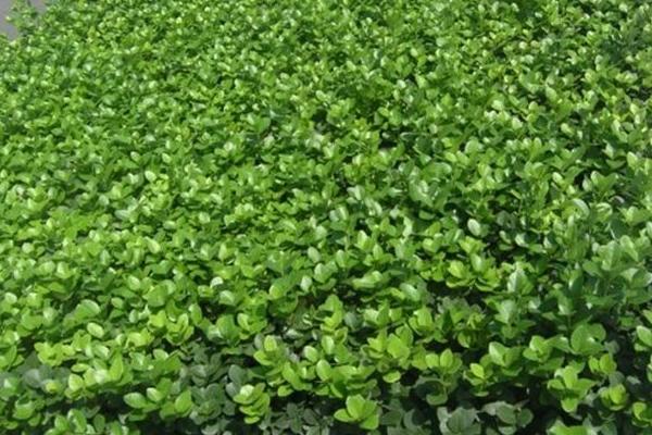 女貞和冬青的區(qū)別是什么