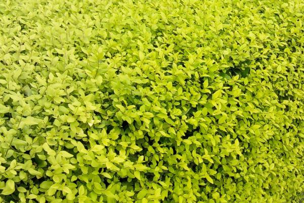 女貞和冬青的區(qū)別是什么