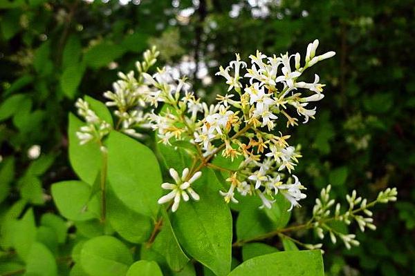 女貞和冬青的區(qū)別是什么