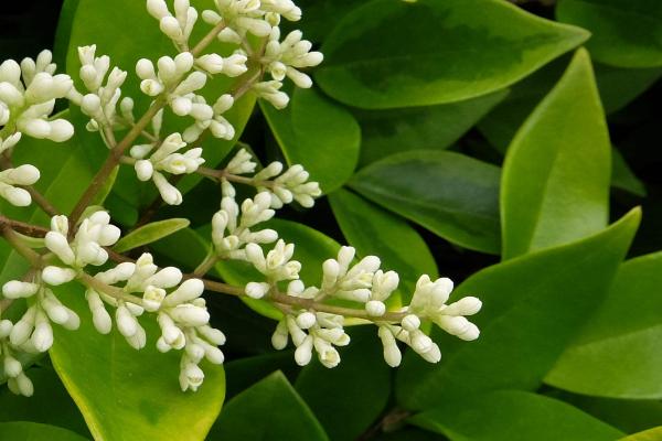 女貞和冬青的區(qū)別是什么