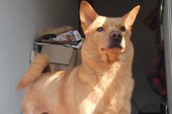 土狗怎么養(yǎng) 土狗吃什么