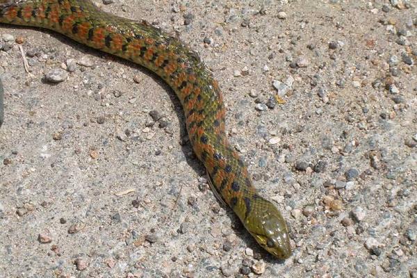 草花蛇市場(chǎng)價(jià)格多少錢一斤 為什么正午不打草花蛇