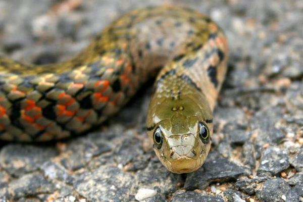 草花蛇市場(chǎng)價(jià)格多少錢一斤 為什么正午不打草花蛇