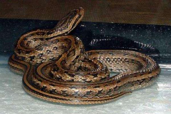 草花蛇市場(chǎng)價(jià)格多少錢一斤 為什么正午不打草花蛇