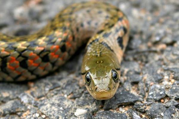 草花蛇有毒嗎 草花蛇功效與作用