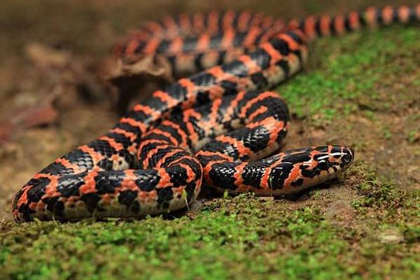 赤練蛇市場價格多少錢一條 赤練蛇有毒嗎
