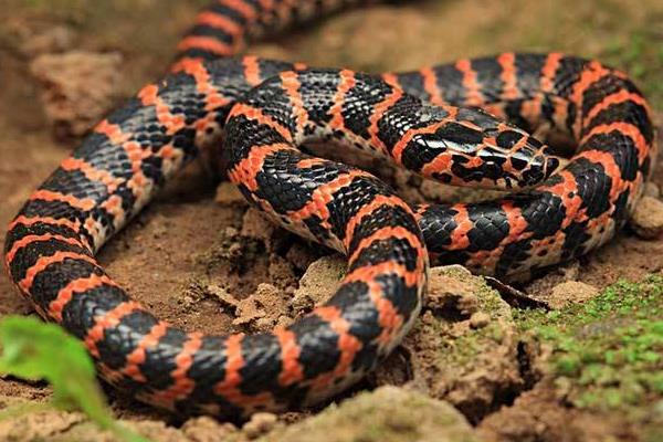 赤練蛇市場價格多少錢一條 赤練蛇有毒嗎