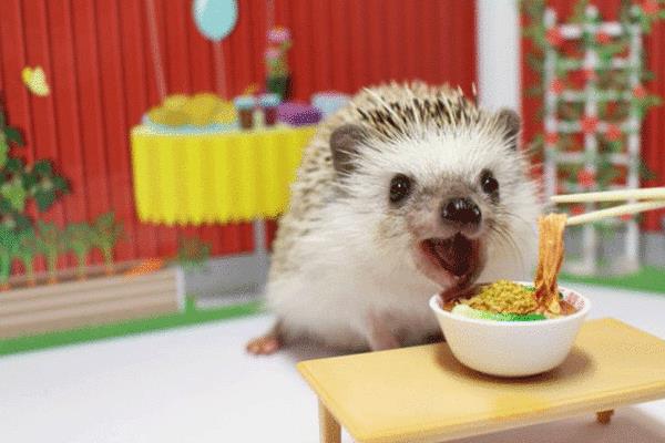 刺猬為什么不能隨便養 為什么家里不能養刺猬