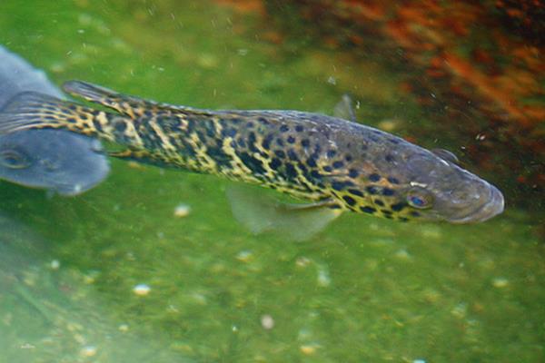 淡水石斑魚怎么釣 石斑魚吃什么餌料 釣淡水石斑魚技巧絕招