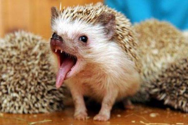 非洲迷你刺猬吃什么 非洲迷你刺猬怎么
