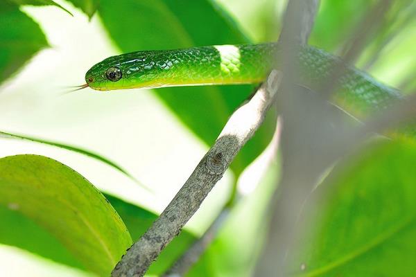 翠青蛇是竹葉青嗎 翠青蛇和竹葉青的區別是什么