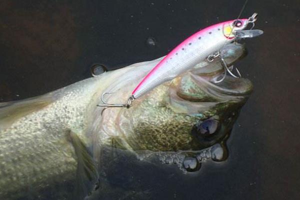 淡水鱸魚怎么釣 釣鱸魚什么時間最好