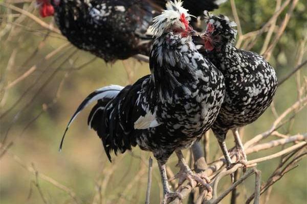 貴妃雞科學養殖技術 貴妃雞能長多大（多少斤）