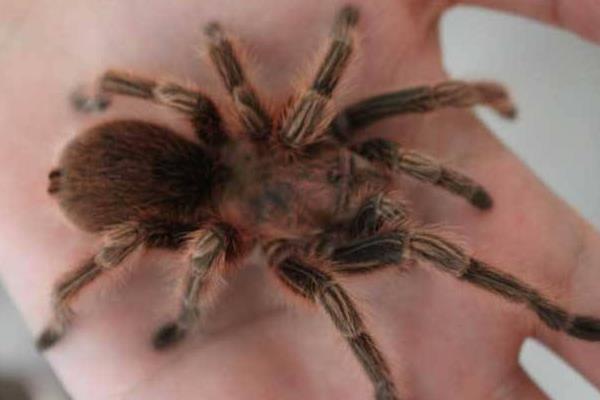 火玫瑰蜘蛛市場價格多少錢一只 紅玫瑰蜘蛛有毒嗎